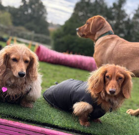 Fenced dog field and timber gate