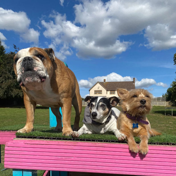 Private enclosed dog field at Rachel's Doggy Lodge