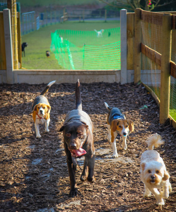 Dog Day Care at Rachel's Lodge FAQs