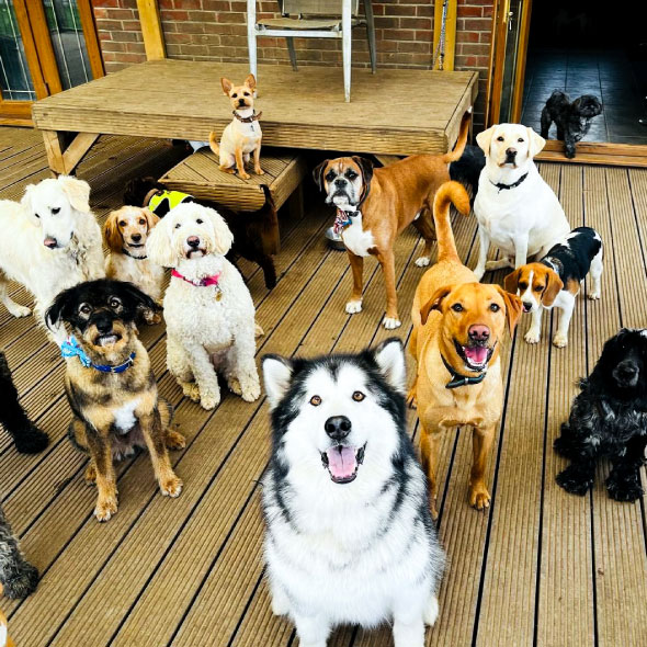 Inside view of Rachel's Doggy Lodge daycare facility