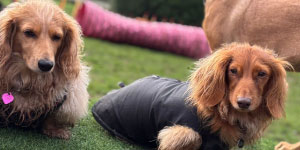 Rachel’s Little Legs coming soon