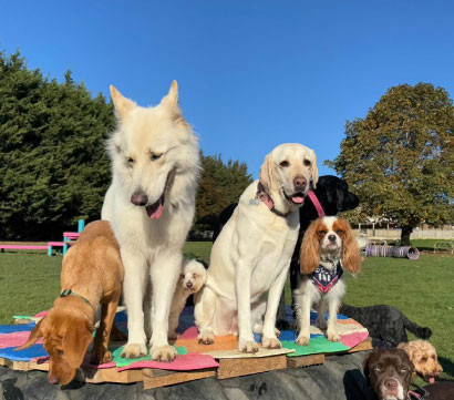 Doggy field gallery image 21 at Rachel's Doggy Lodge