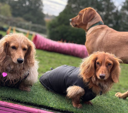 Doggy field gallery image 25 at Rachel's Doggy Lodge