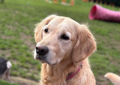 Doggy field gallery image 26 at Rachel's Doggy Lodge