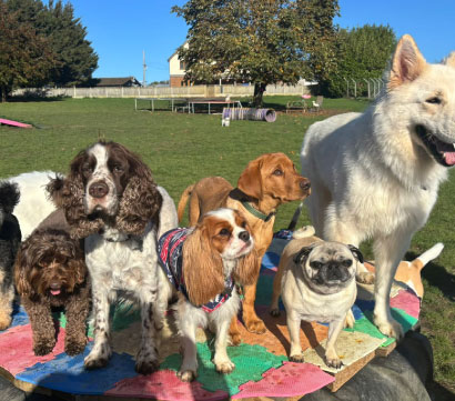 Doggy field gallery image 27 at Rachel's Doggy Lodge