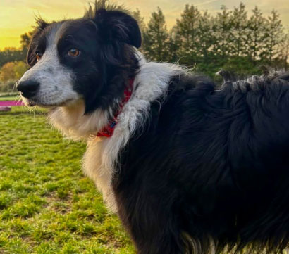 Doggy field gallery image 28 at Rachel's Doggy Lodge