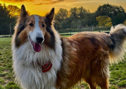 Doggy field gallery image 30 at Rachel's Doggy Lodge