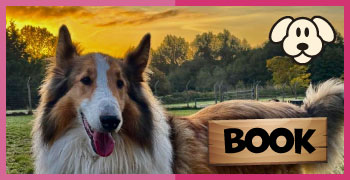 Book the doggy field online with My Pet Walker app