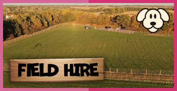 Secure private dog field hire at Rachel's Doggy Lodge
