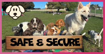Safe and secure enclosed dog field with full fencing