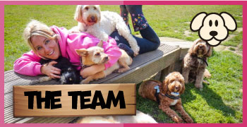 Rachels Doggy Lodge - Dog Boarding | Dog Day Care | Dog Grooming
