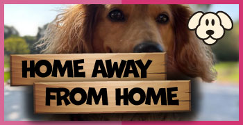 Rachels Doggy Lodge - Dog Boarding | Dog Day Care | Dog Grooming